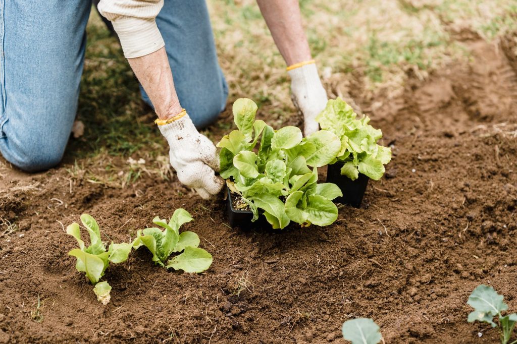 Tuinman plant jonge slaplantjes in de aarde